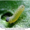 scolitantides orion larva1 rost
